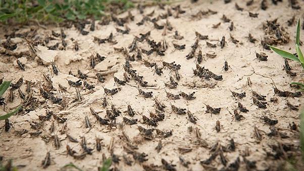علل افزایش حملات ملخ‌ها به ایران چیست؟
