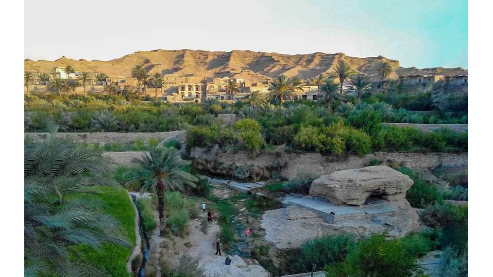 راز توسعه نخل و شالی در طبس گلشن به روایت «از مزرعه تا سفره»