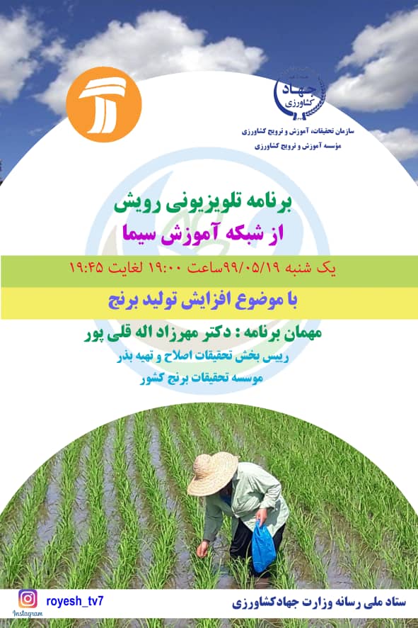 بررسی افزایش تولید برنج در«رویش»
