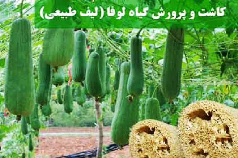 دیده شدن بوته‌های ارغوانی در شبکه یک