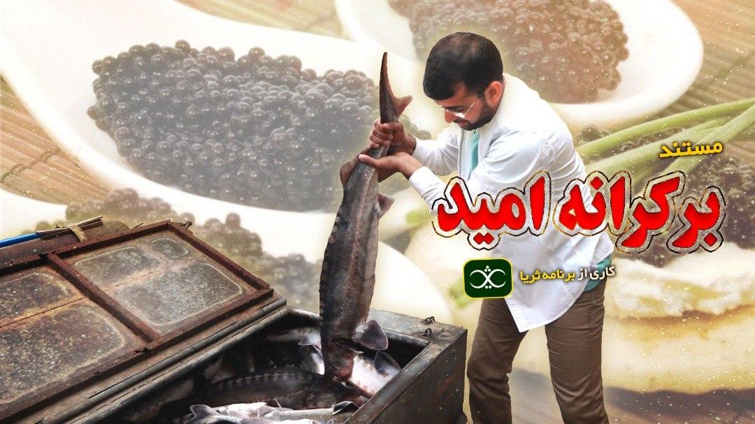 «ثریا» از ظرفیت های مغفول صنعت شیلات می گوید