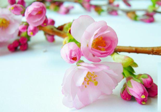 از صدای موج خنده تا سیمای وهارانه/ نوروز در مرکز ایلام